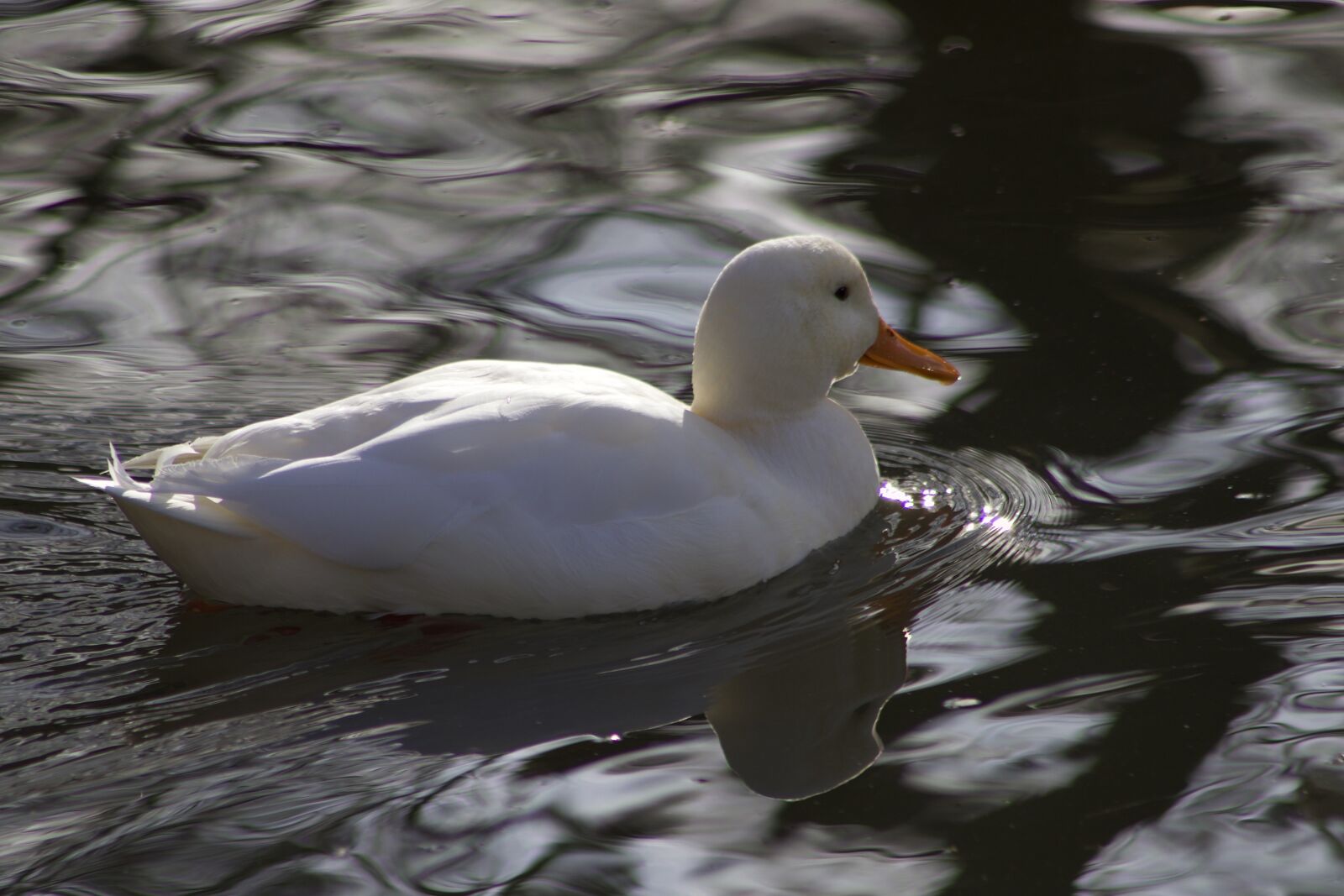 Canon EOS 800D (EOS Rebel T7i / EOS Kiss X9i) sample photo. Water bird, duck, mallard photography