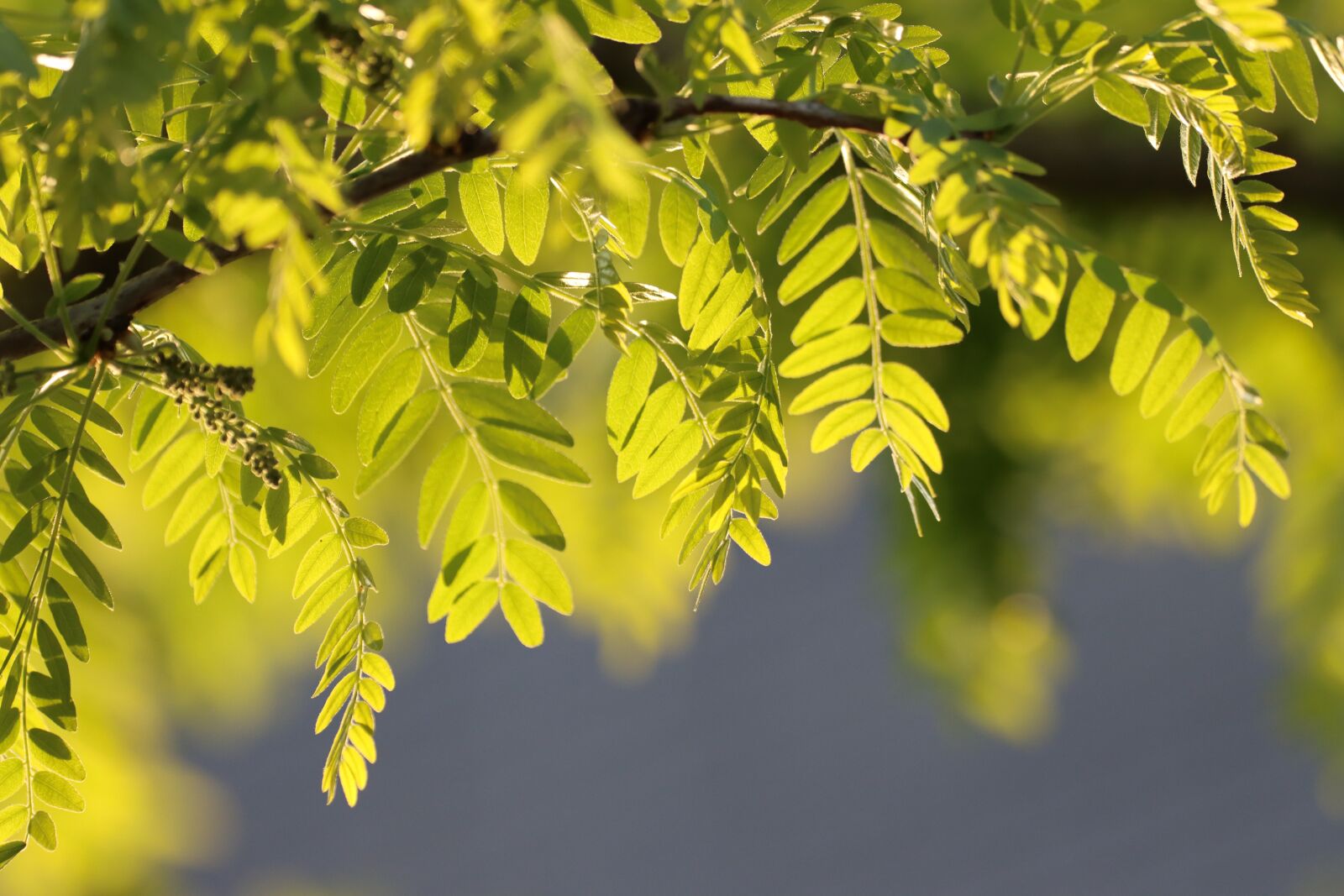 Canon EOS 90D sample photo. Robinia, leaf, nature photography
