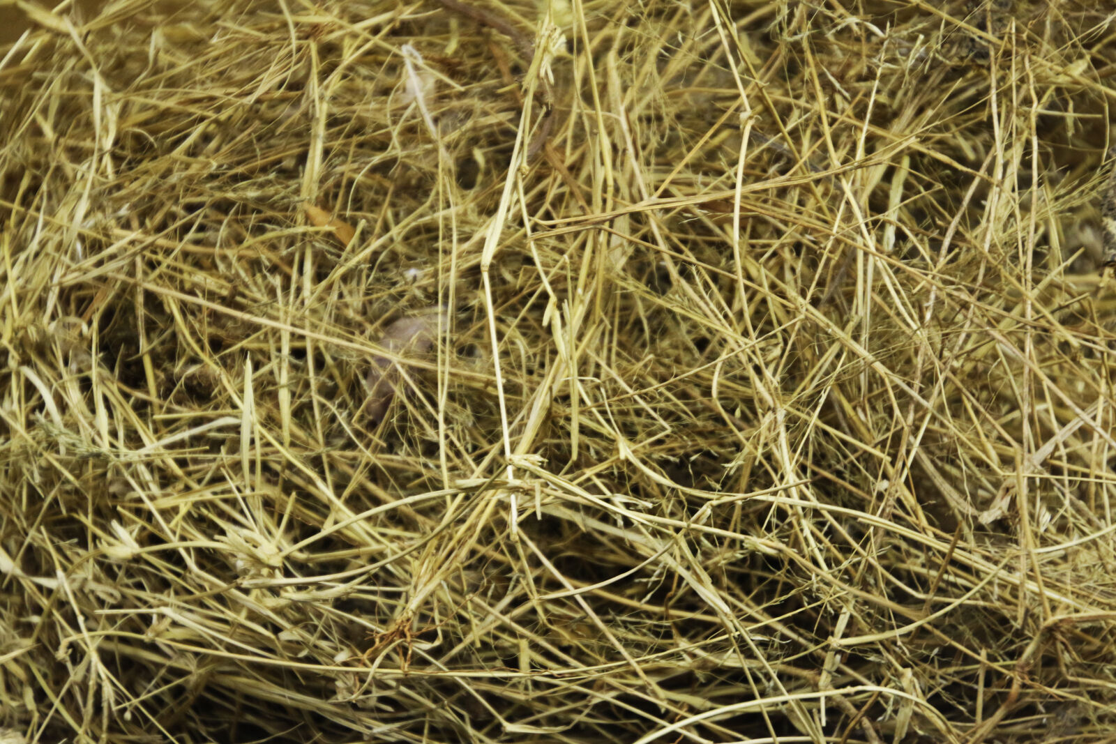 Canon EOS 7D Mark II sample photo. Background, bird, nest, breed photography