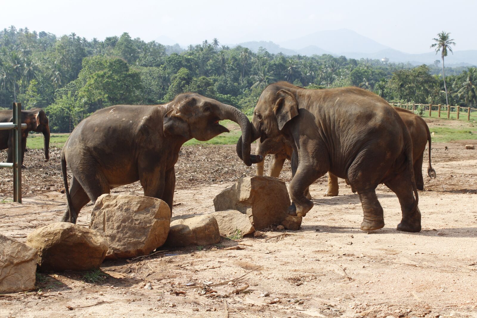 Canon EOS 1200D (EOS Rebel T5 / EOS Kiss X70 / EOS Hi) sample photo. Mammal, elephant, animal photography