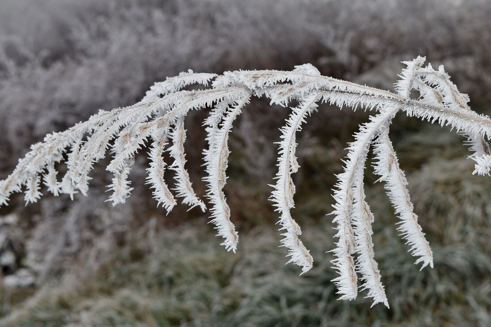 Nikon D5500 sample photo. Branch, dry, frosty, wildflower photography