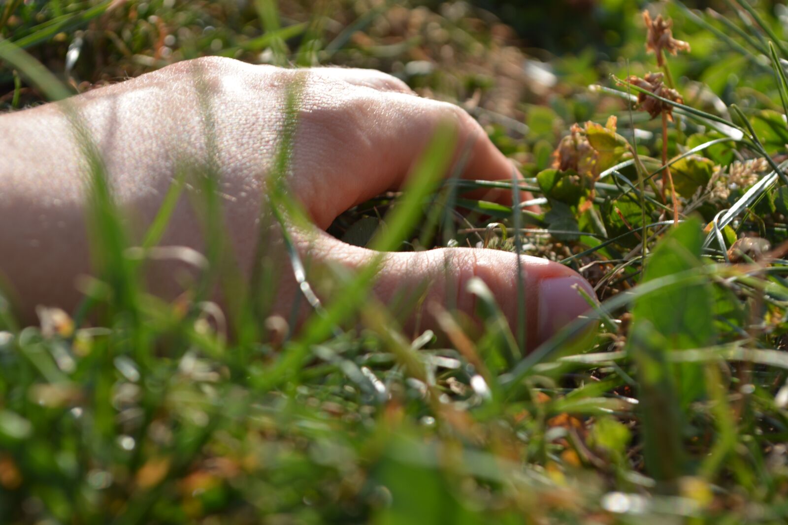 Nikon D5200 sample photo. Meadow, grass, focus photography
