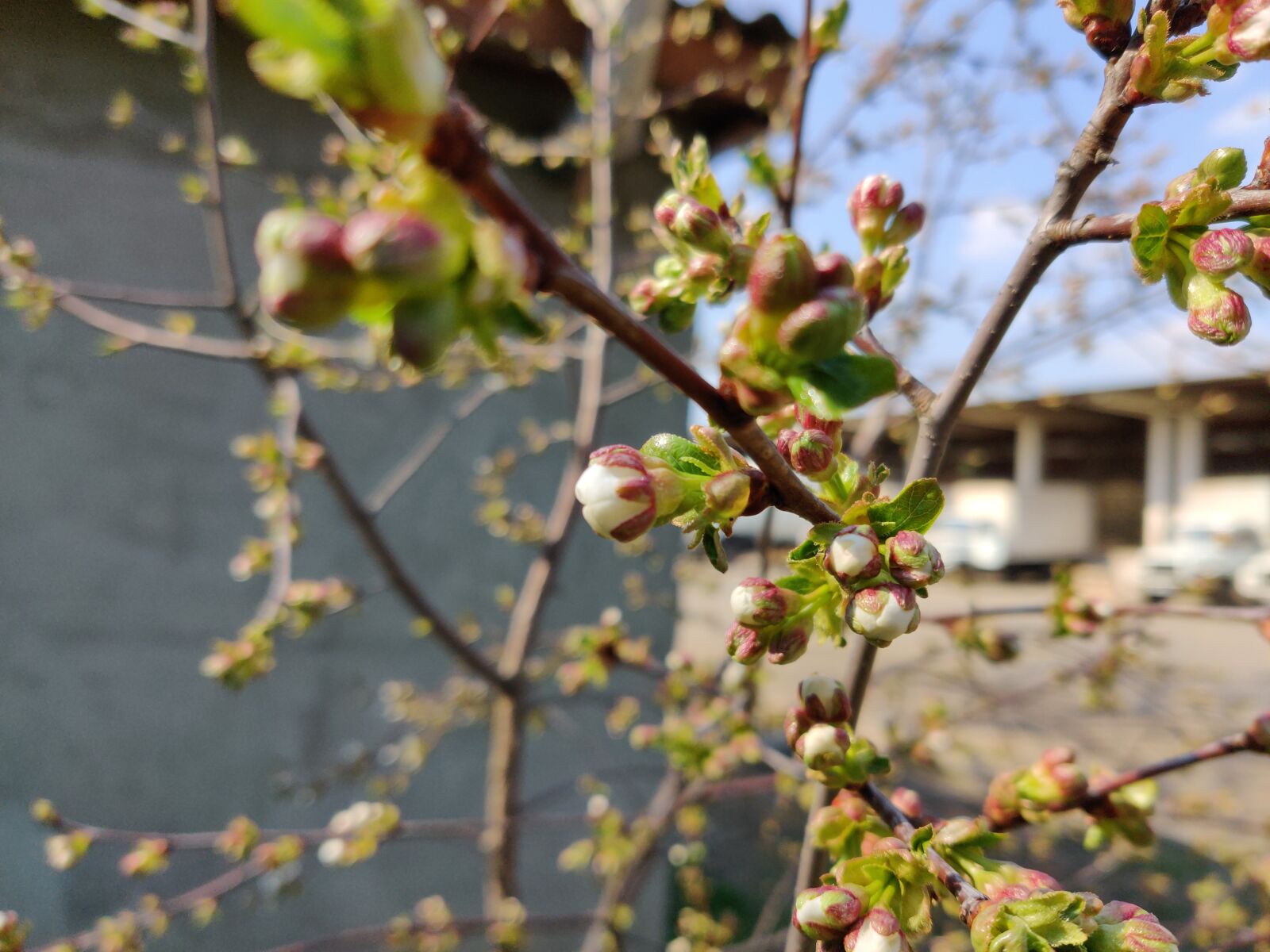 OnePlus GM1900 sample photo. Spring, flowers, cherry photography