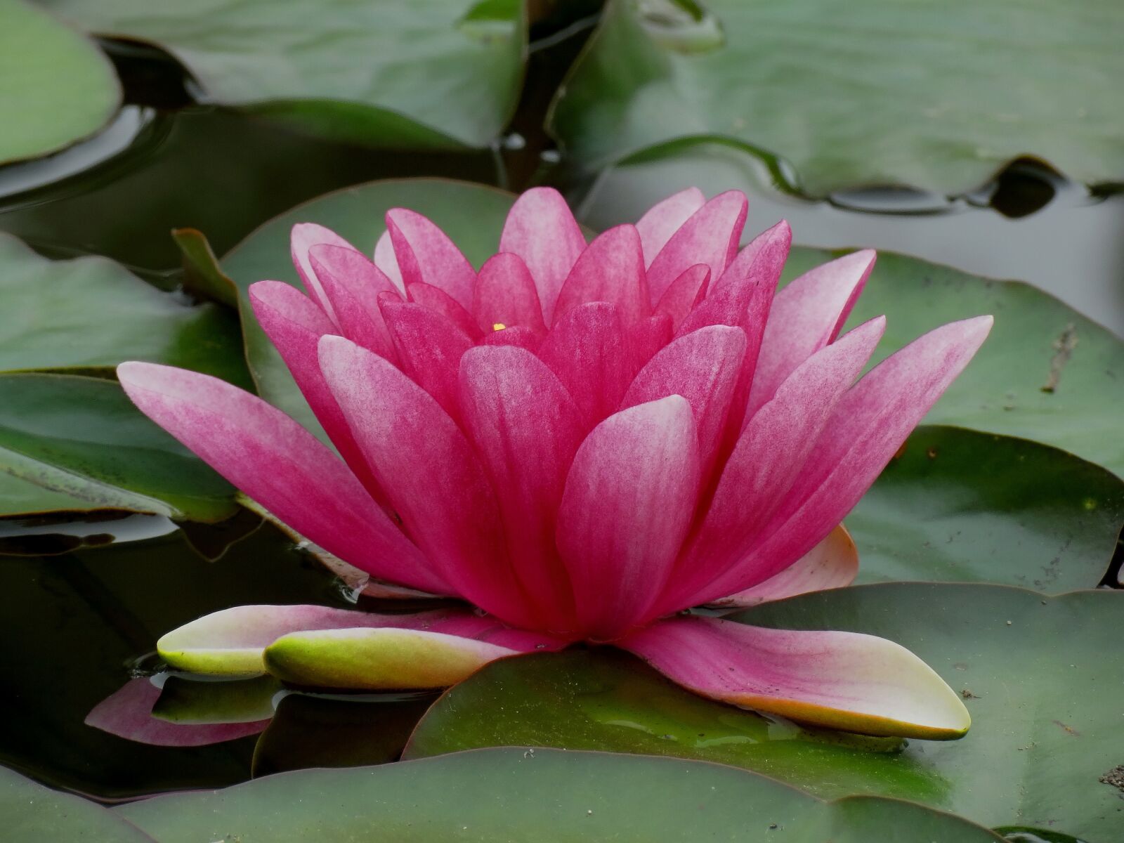 Canon PowerShot SX40 HS sample photo. Waterlilies, chalice, water photography