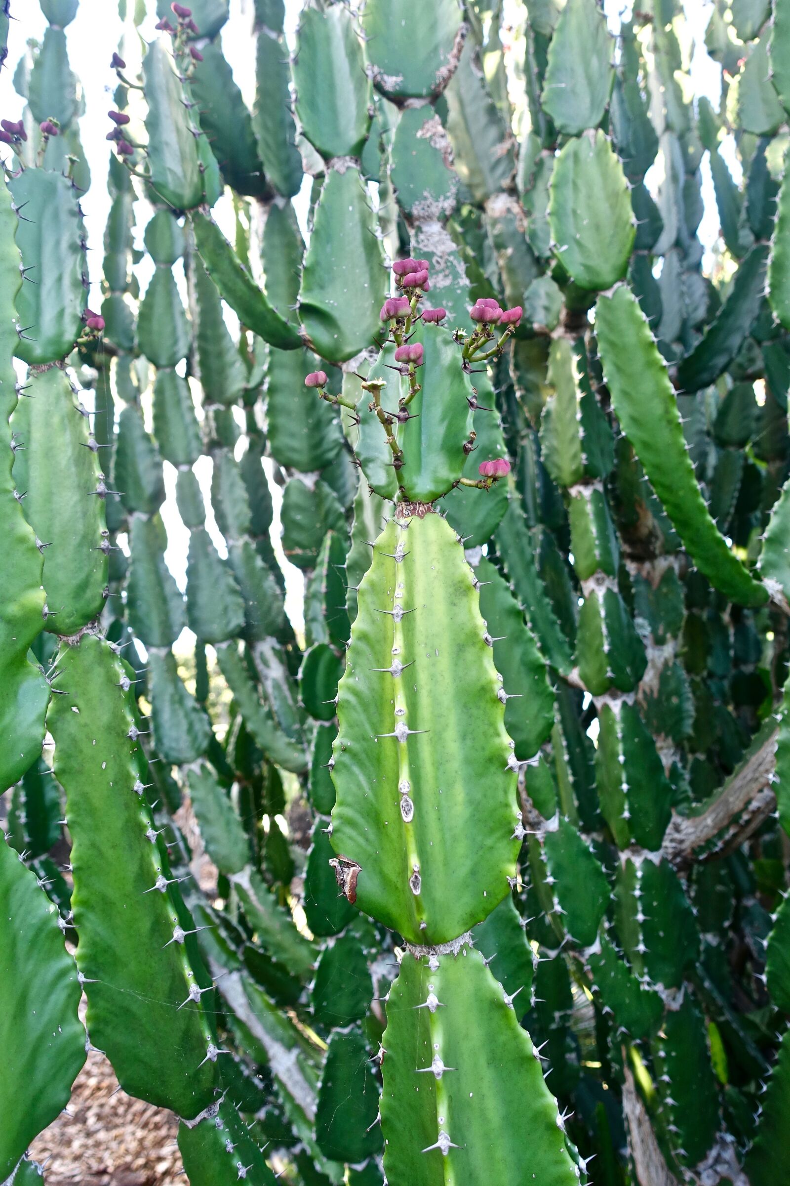 Sony Cyber-shot DSC-RX100 III sample photo. Cactus, succulent, spiny photography