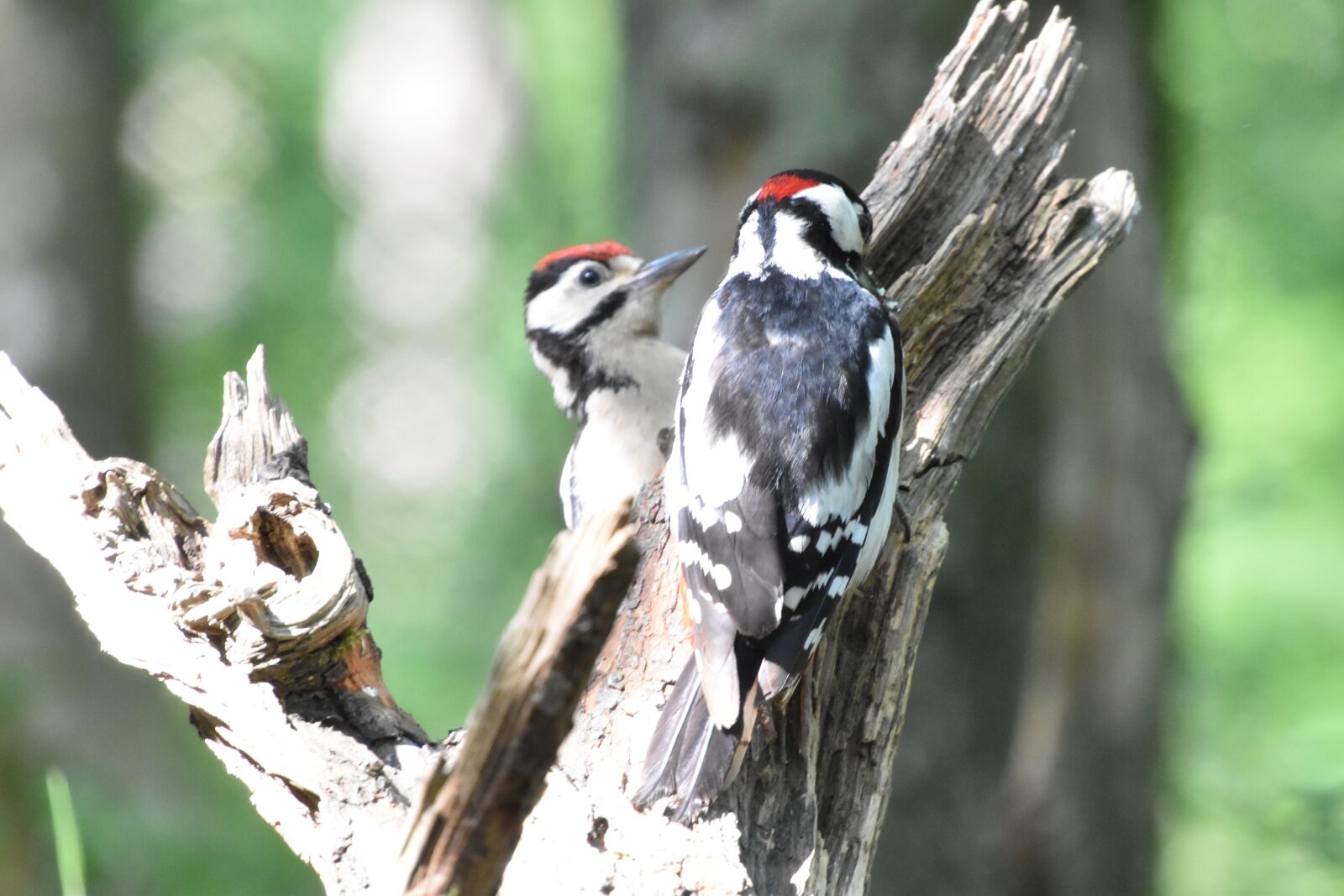 Nikon D5600 sample photo. Woodpecker, bird, pic photography
