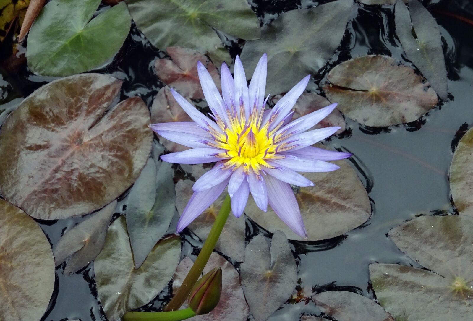 Sony DSC-HX60V sample photo. Lily, water lily, nymphaea photography