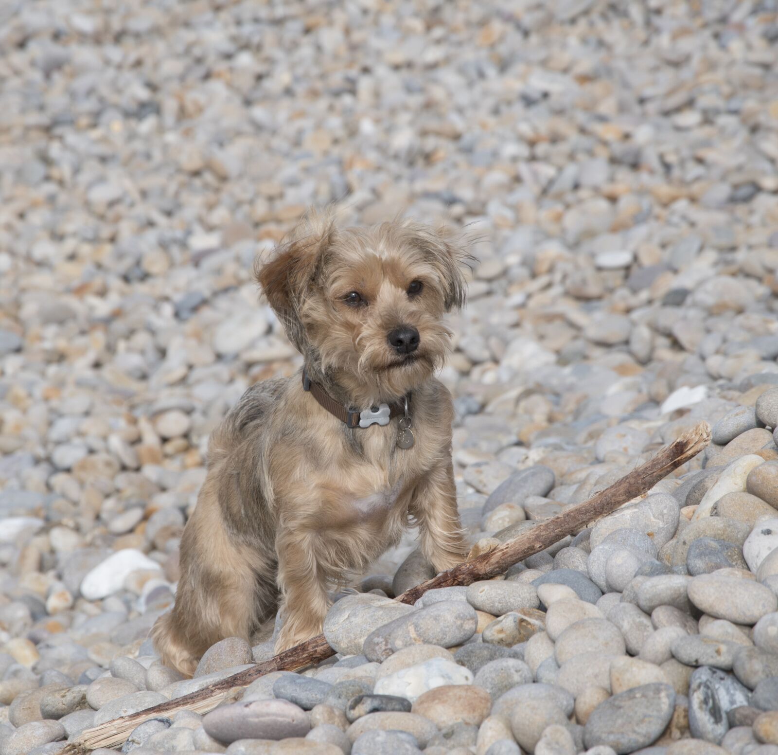 Nikon D5500 sample photo. Dog, pebbles, beach photography