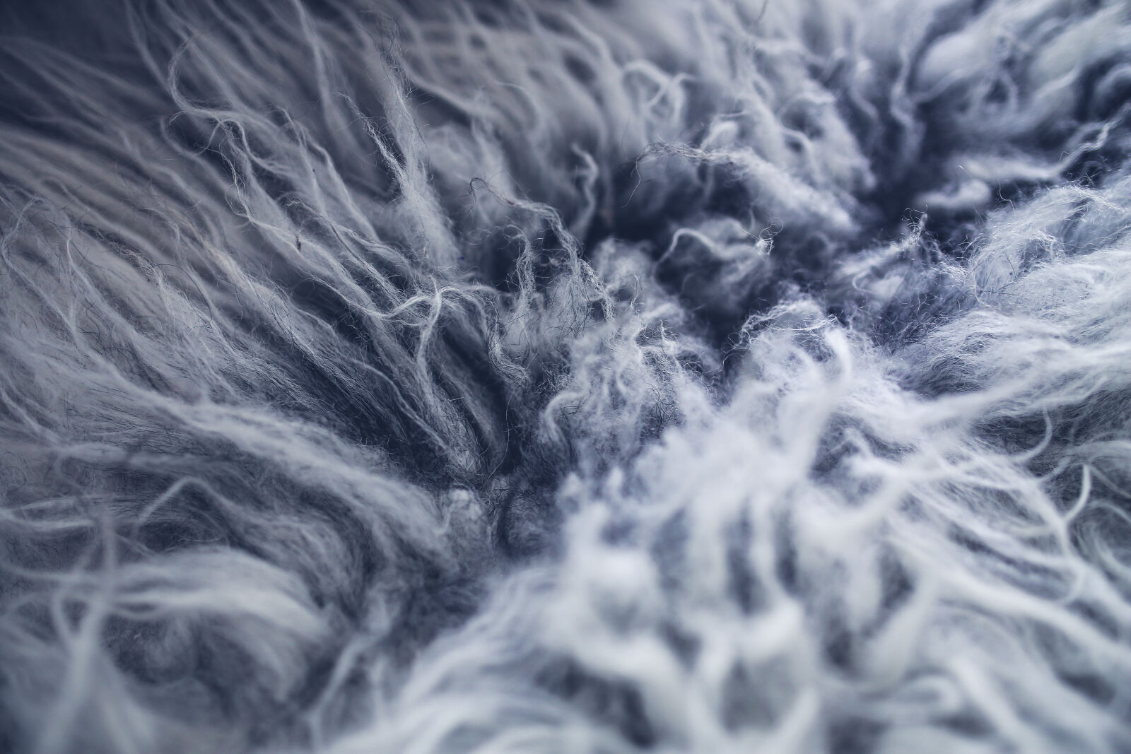 Canon EOS 6D + Sigma 35mm F1.4 DG HSM Art sample photo. Gray, fur photography