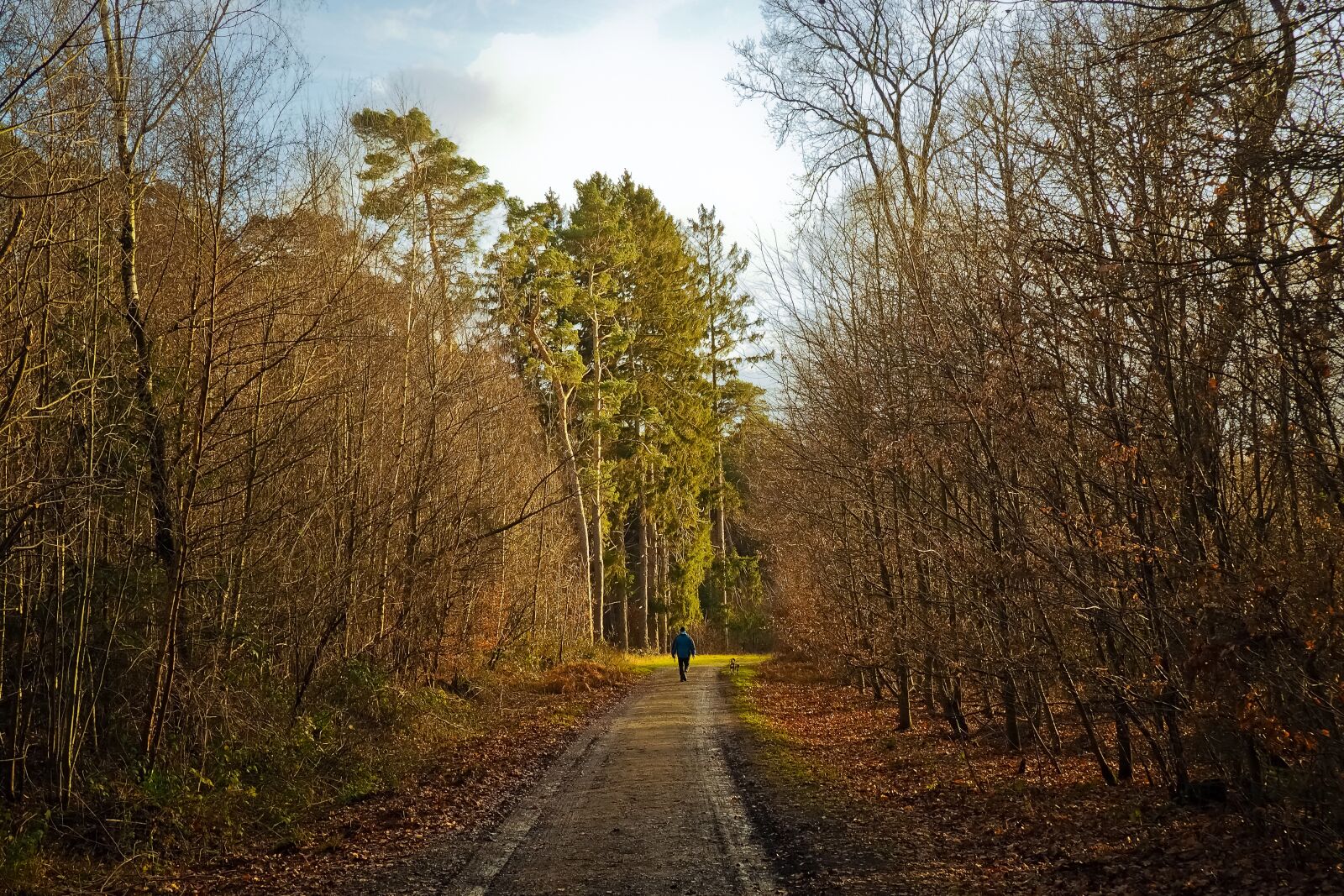 Olympus OM-D E-M10 sample photo. Forest, away, nature photography