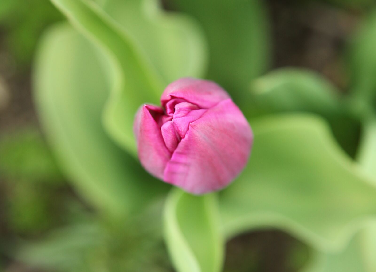 Canon EOS 5D Mark II sample photo. Tulip, garden, spring photography