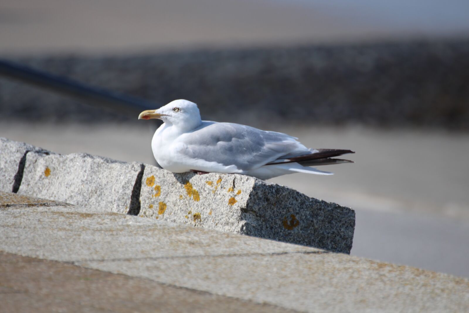 Canon EOS 700D (EOS Rebel T5i / EOS Kiss X7i) sample photo. Seagull, norderney, beach photography