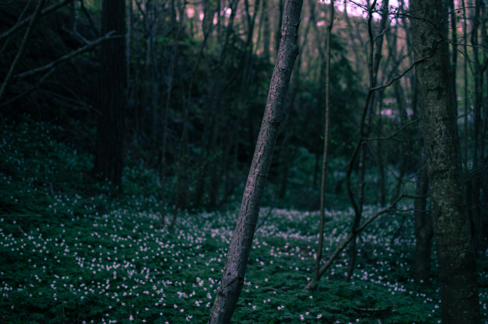 Nikon D3200 + Nikon AF-S DX Nikkor 35mm F1.8G sample photo. Dawn, dusk, flowers, forest photography