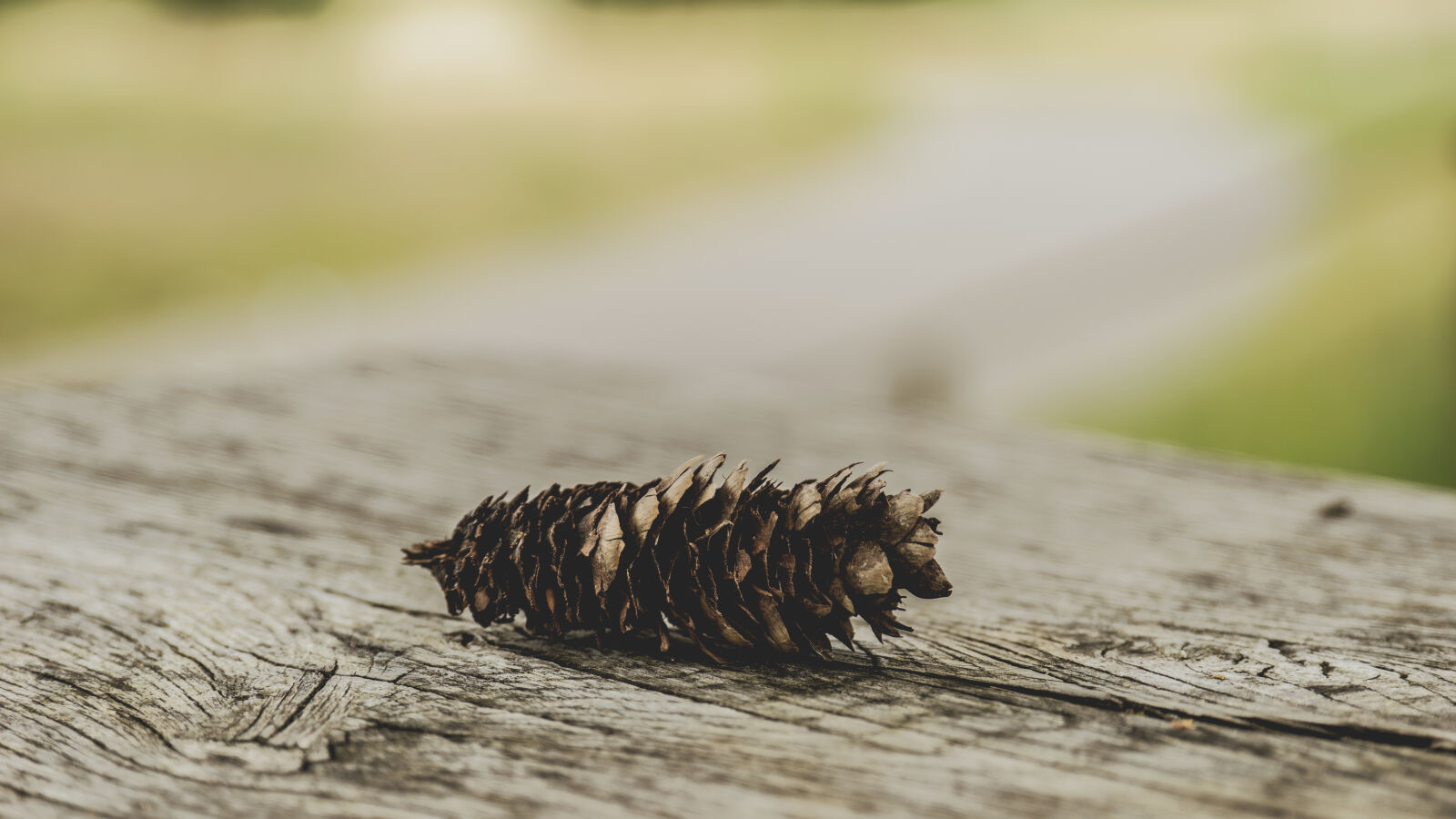 24-70mm F2.8-2.8 SSM sample photo. Blur, close, up, conifer photography