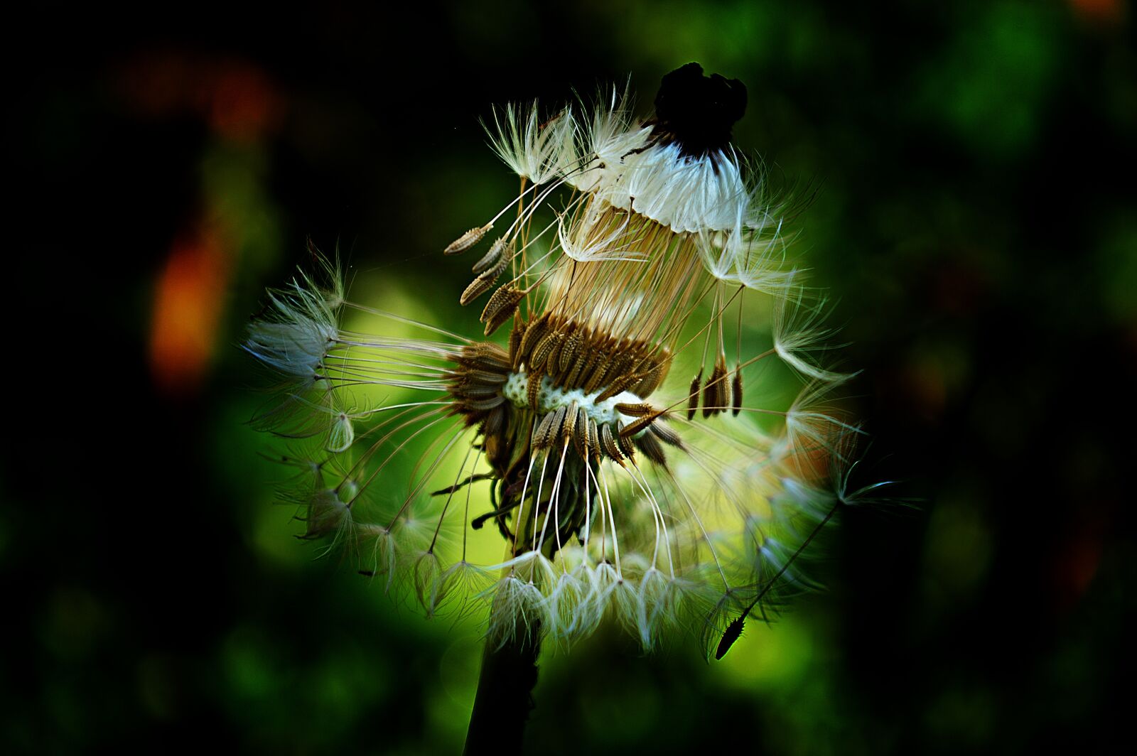 Nikon D3200 sample photo. Dandelion, summer flowers, wildflower photography