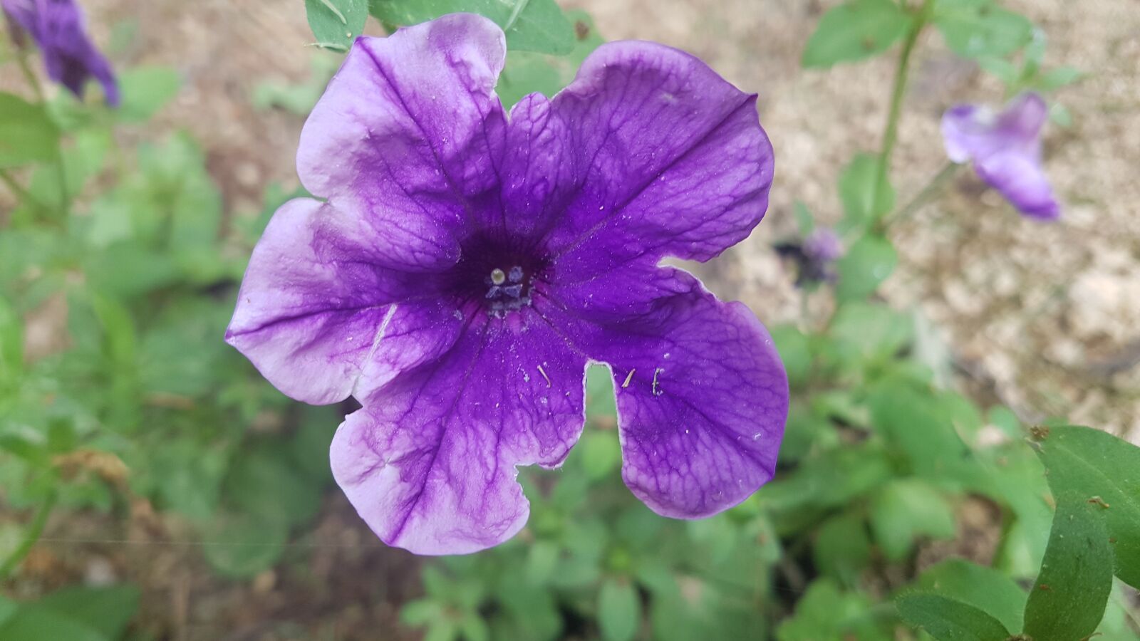 Samsung Galaxy S7 sample photo. Purple flower, purple, flower photography