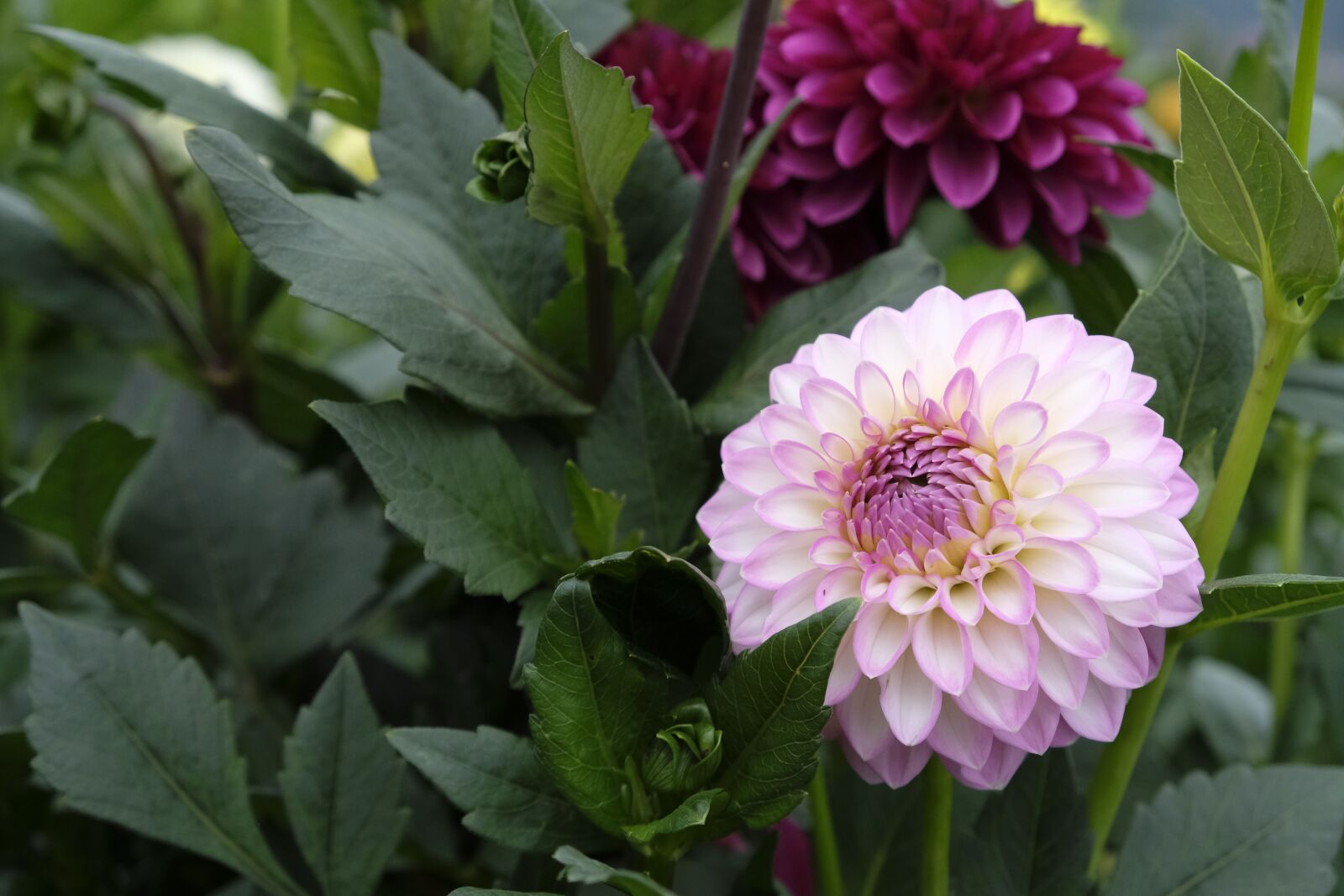 Fujifilm XF 18-55mm F2.8-4 R LM OIS sample photo. Flower, blossom, bloom photography