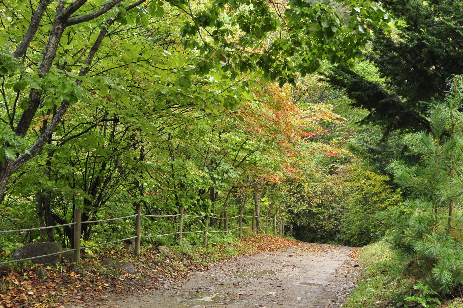 Nikon D90 sample photo. Autumn, mountain trail, forest photography