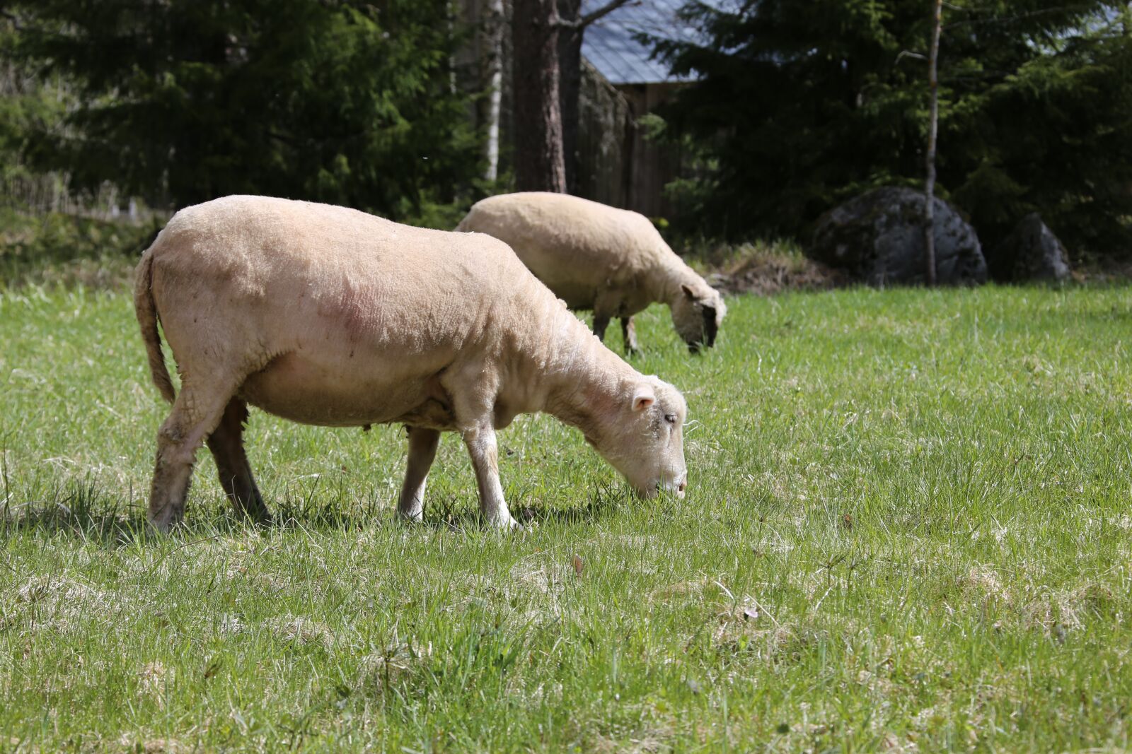 Canon EOS 6D + Canon EF 28-300mm F3.5-5.6L IS USM sample photo. The sheep, animal husbandry photography