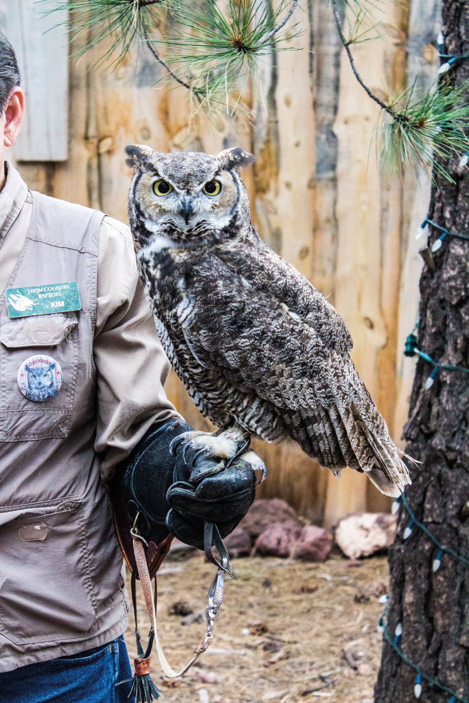 Canon EOS 600D (Rebel EOS T3i / EOS Kiss X5) sample photo. Owl, zoo, trained photography