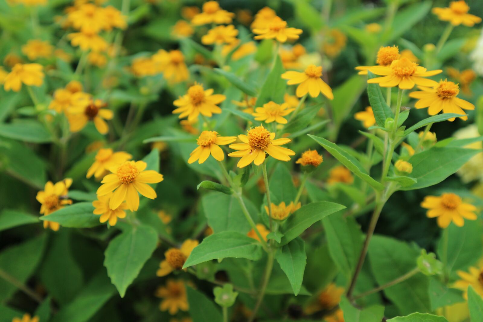 Canon EOS M10 sample photo. Flowers, yellow, nature photography