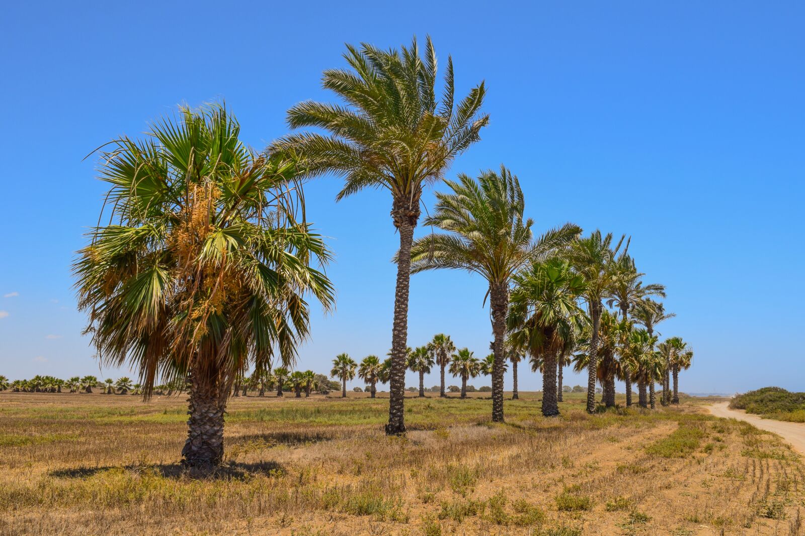 Nikon D3300 sample photo. Palm trees, landscape, summer photography