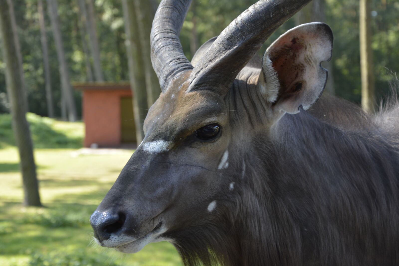 Nikon D7100 sample photo. Animal, africa, gnu photography