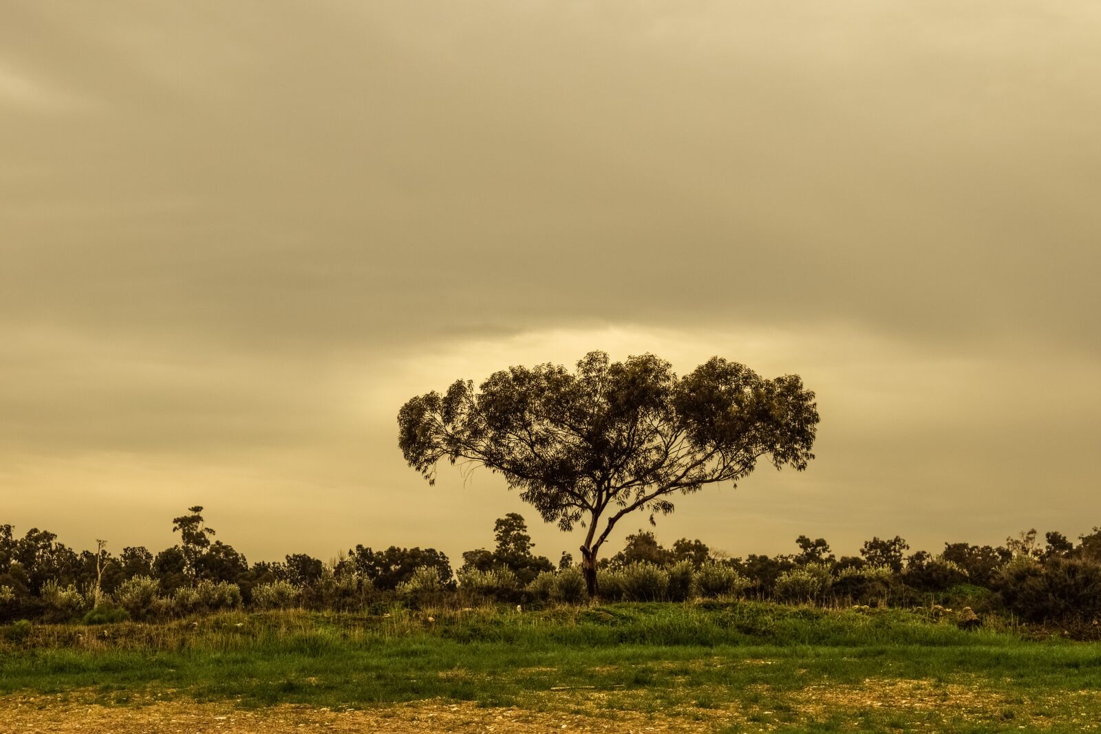 Nikon D3300 sample photo. Tree, meadow, landscape photography