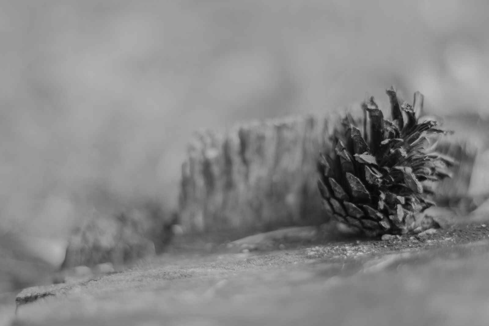 Canon EOS 700D (EOS Rebel T5i / EOS Kiss X7i) + Canon EF 50mm F1.8 STM sample photo. Stump, wood, nature photography