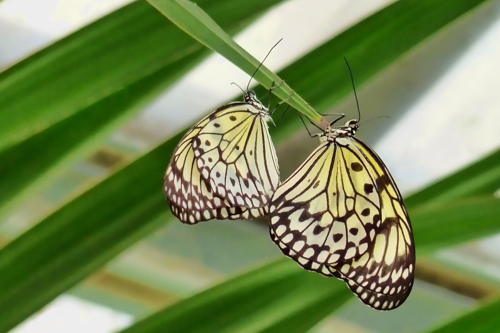 Panasonic Lumix DMC-FZ200 sample photo. Nature, butterfly, insect photography