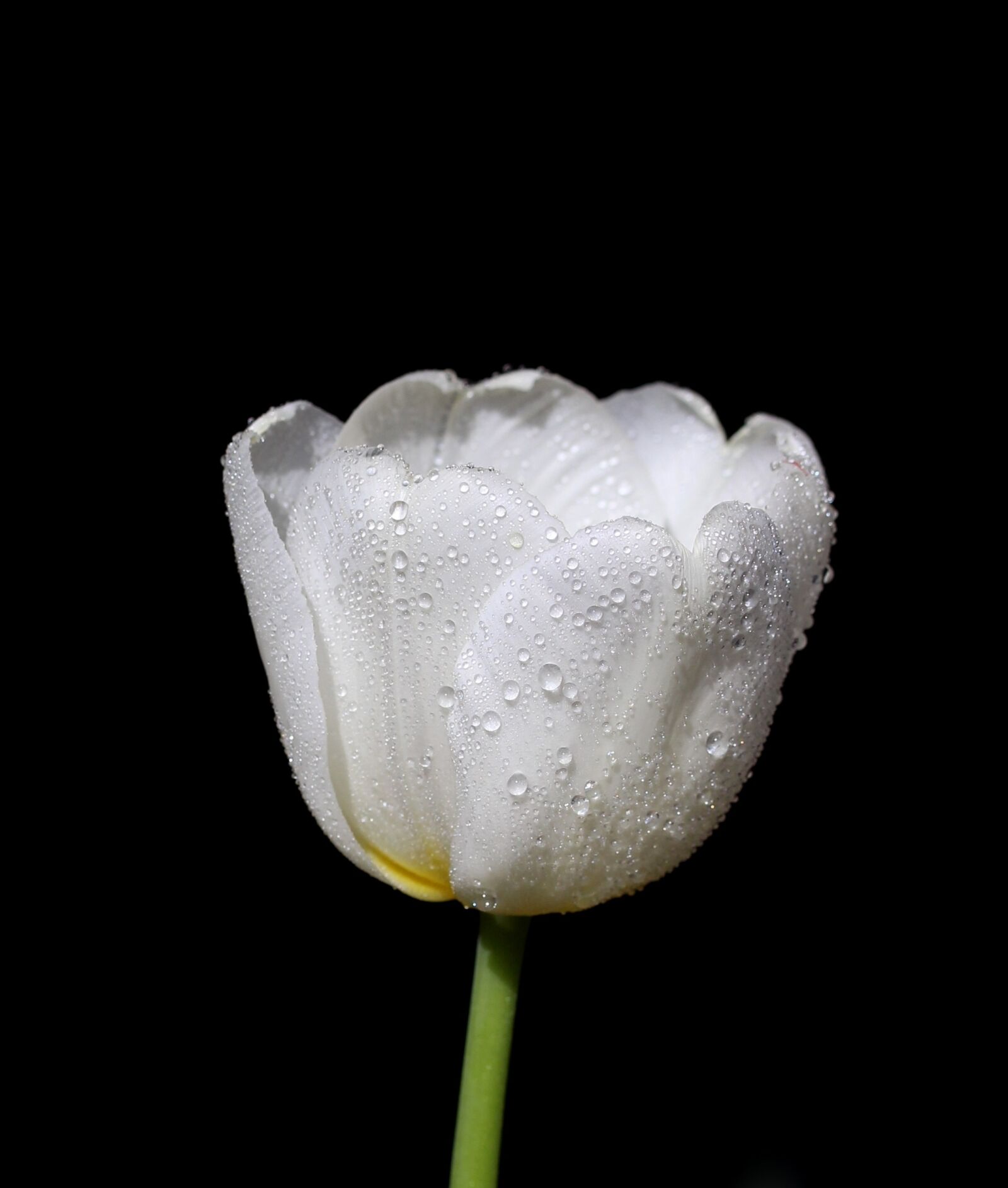 Canon EOS 700D (EOS Rebel T5i / EOS Kiss X7i) sample photo. Tulip, white, drops photography