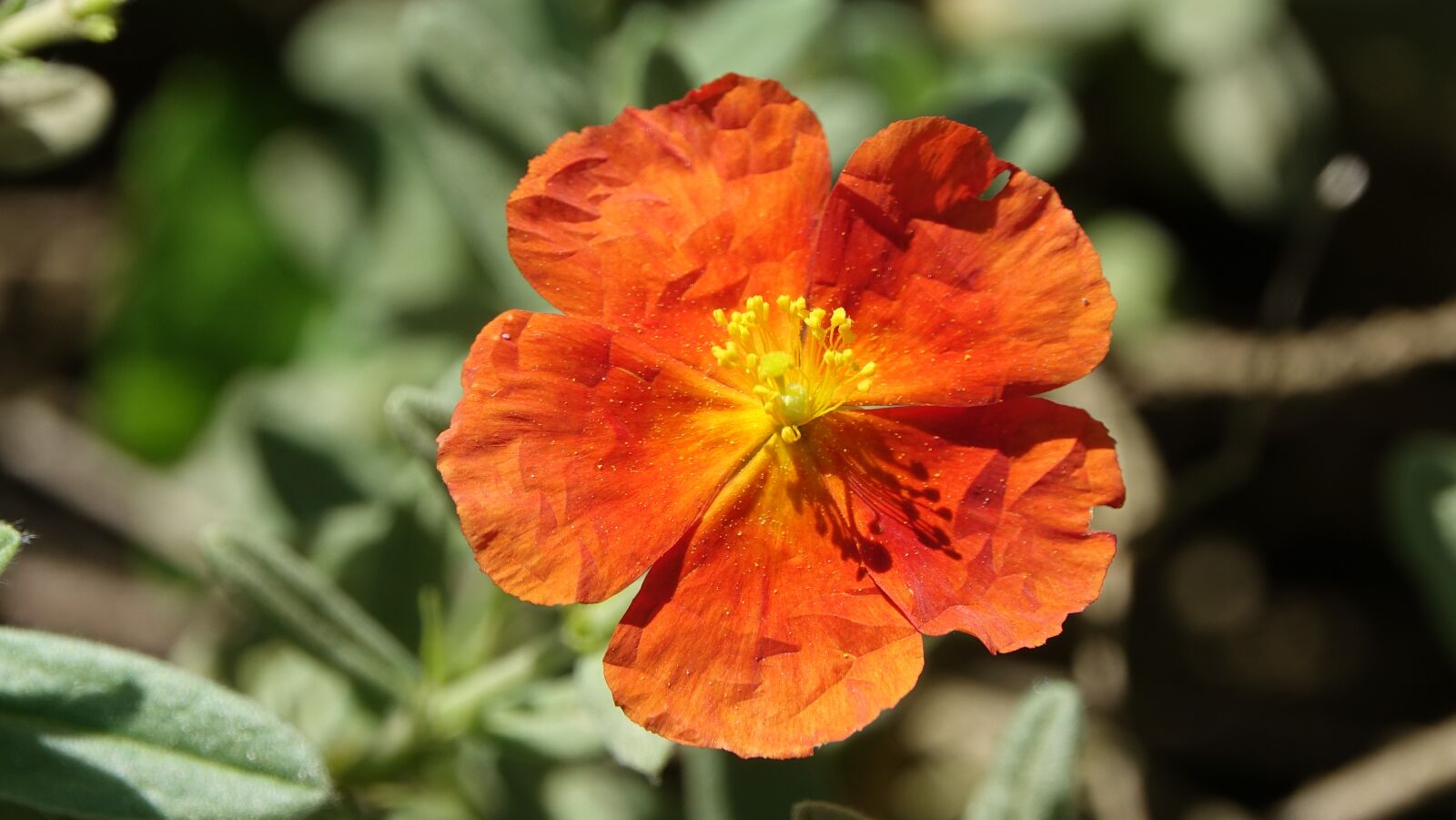 Sony Cyber-shot DSC-RX10 III sample photo. Flower, nature, plant photography