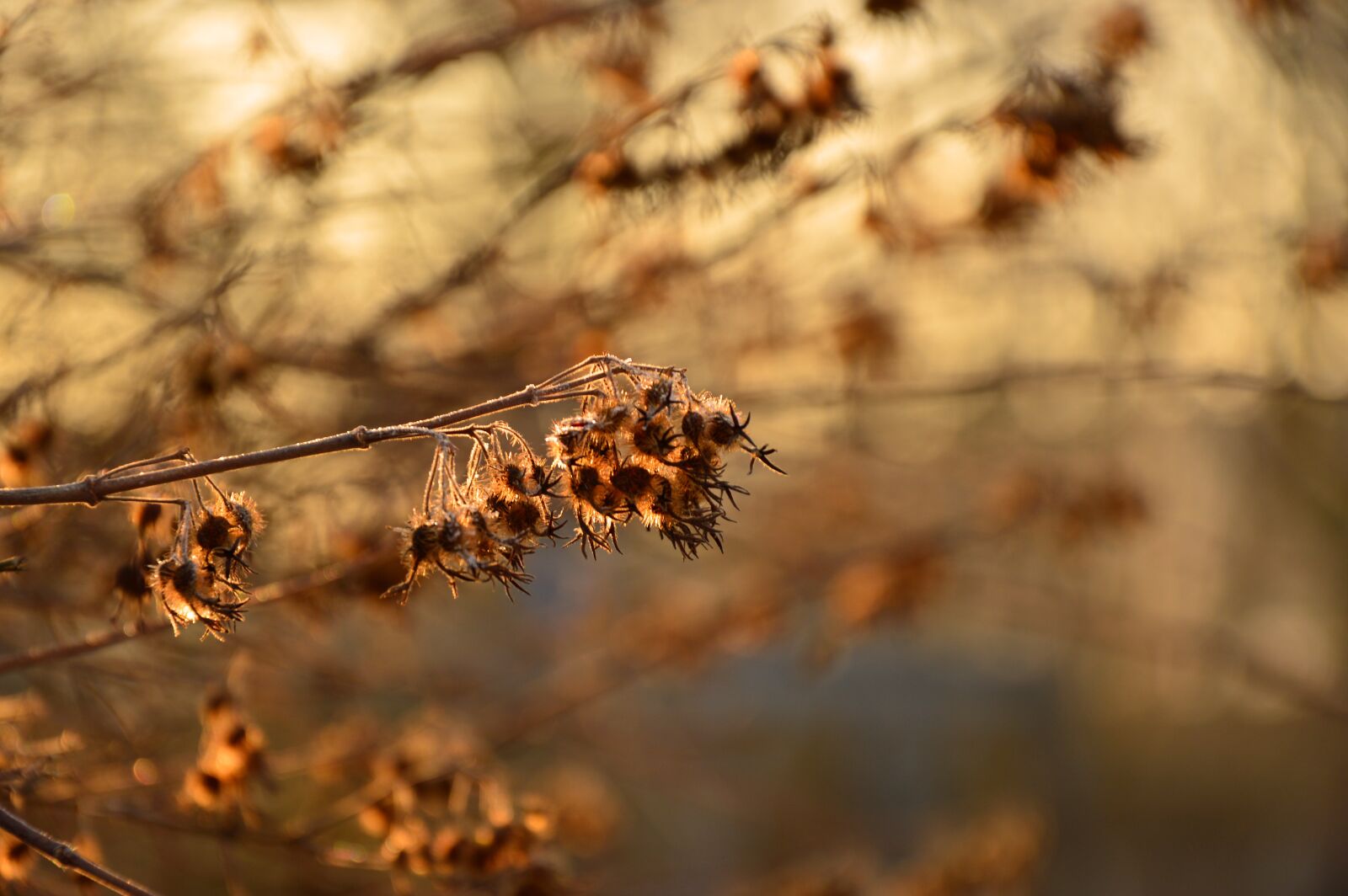 Nikon D3200 sample photo. Seeds, flowers, inflorescences photography