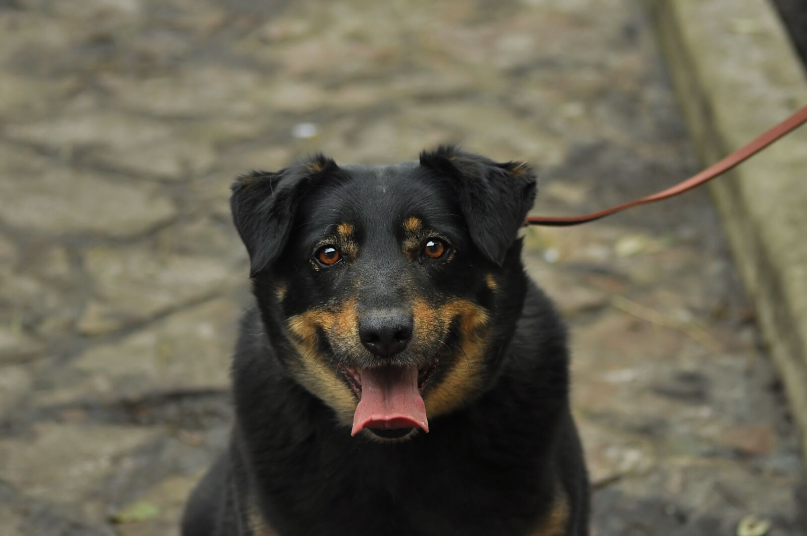 Nikon D90 sample photo. Joy, dog, smile photography