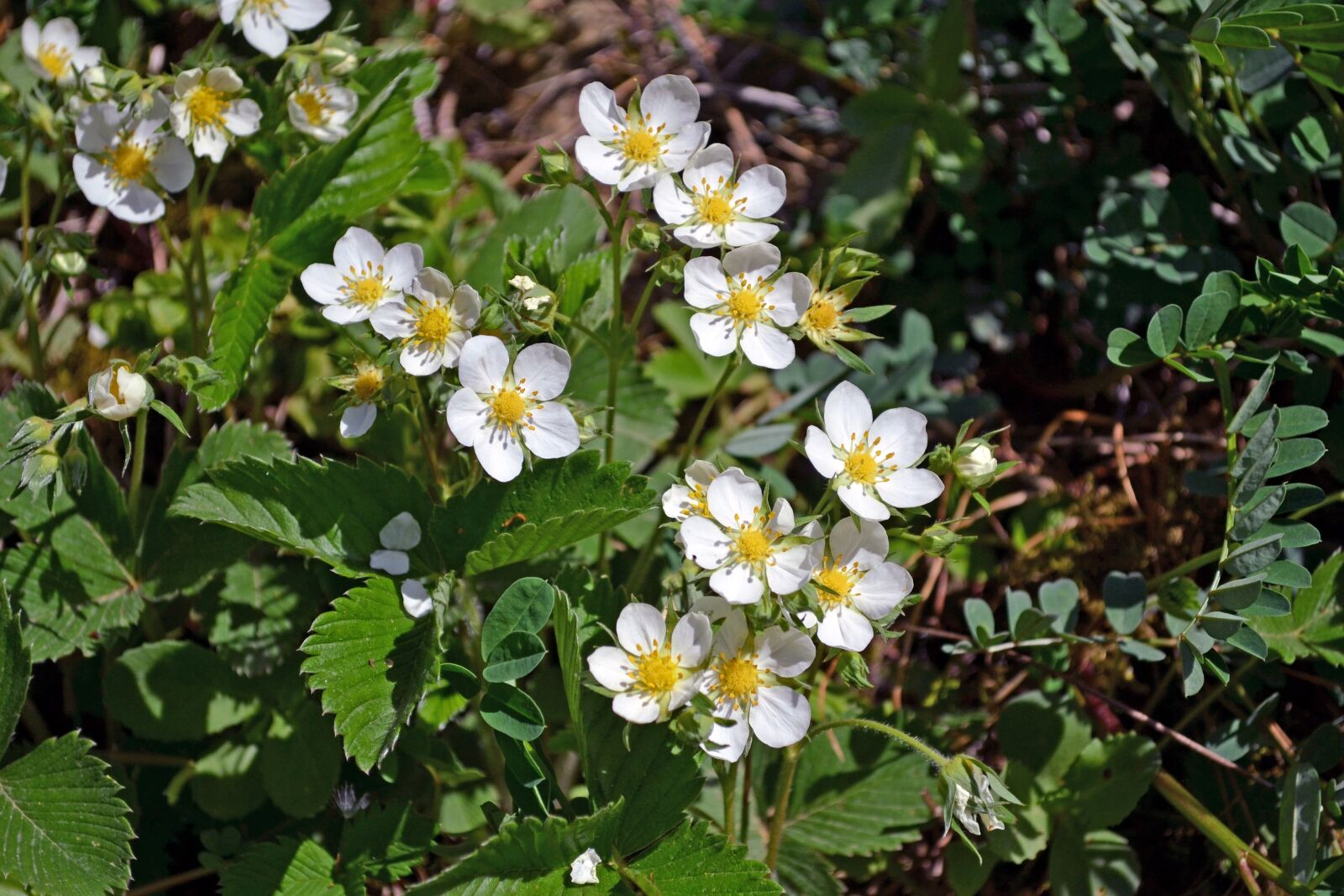 Nikon D3100 sample photo. Blooming wild strawberries, flowers photography