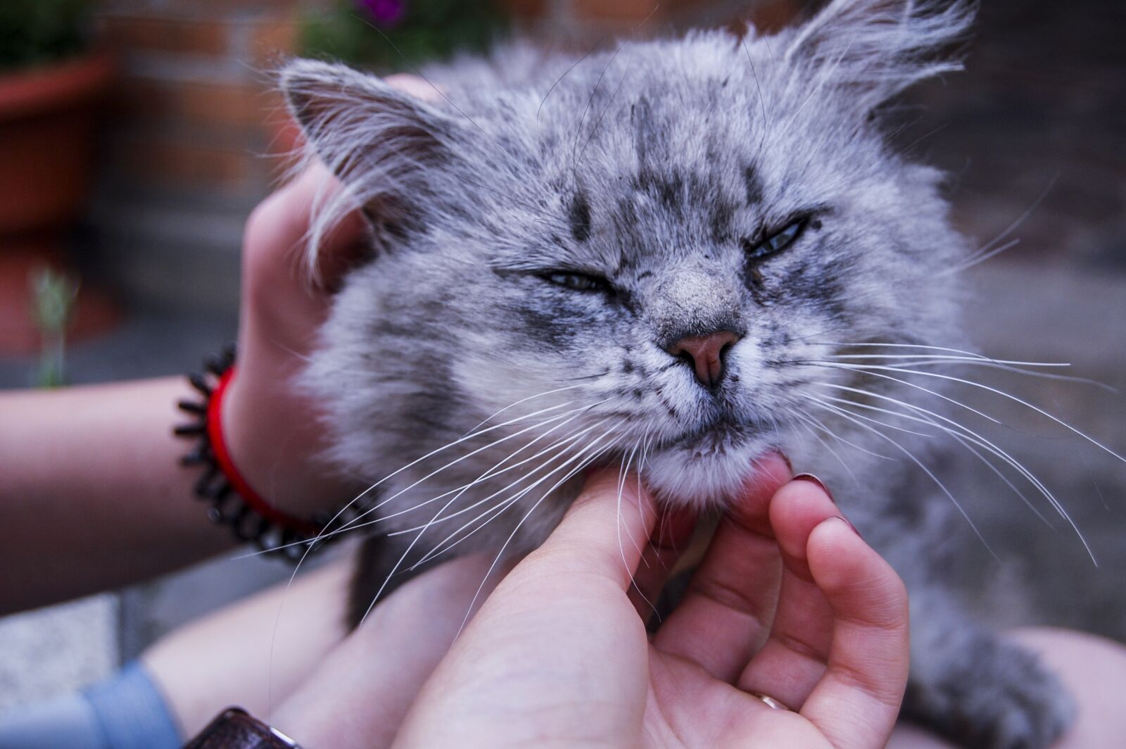 Nikon D40 sample photo. Cute, animals, cat photography