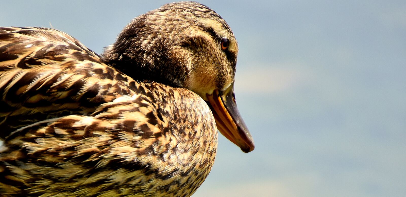 Nikon D7200 sample photo. Duck, mallard, colorful photography