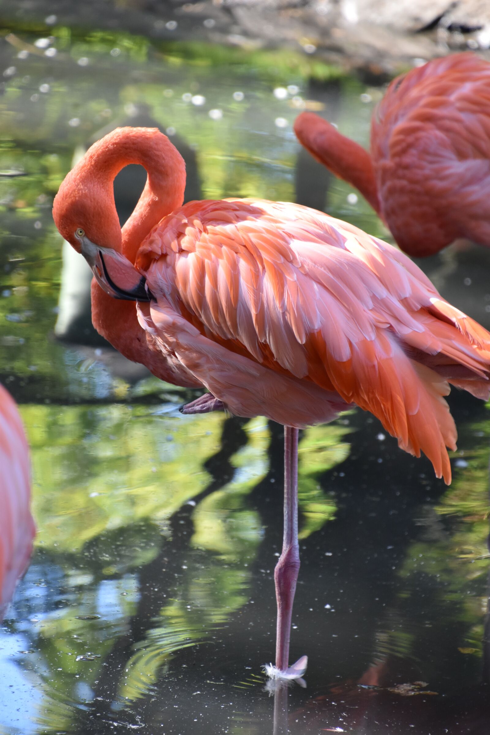 Nikon D5600 sample photo. Bird, pink flamingo, nature photography