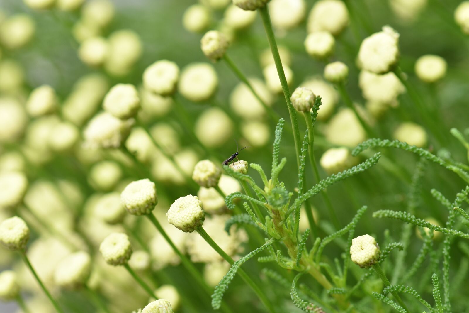 Nikon D5500 sample photo. Olive herb, spice, herbs photography