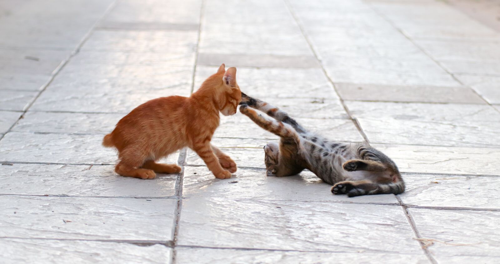 Canon EOS 200D (EOS Rebel SL2 / EOS Kiss X9) sample photo. Cat, fight, young photography