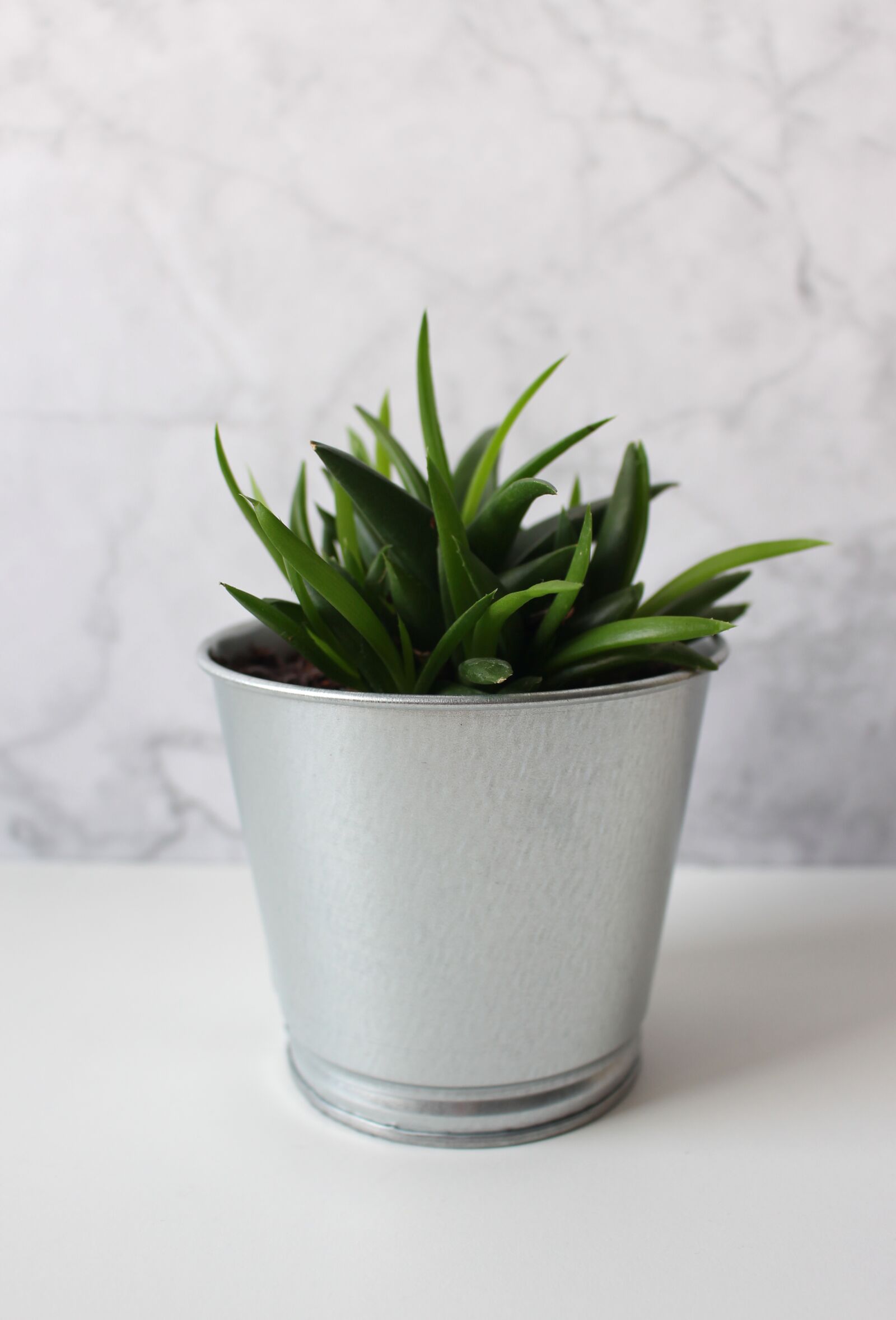 Canon EOS 700D (EOS Rebel T5i / EOS Kiss X7i) sample photo. Houseplant, topfflanze, leaves photography