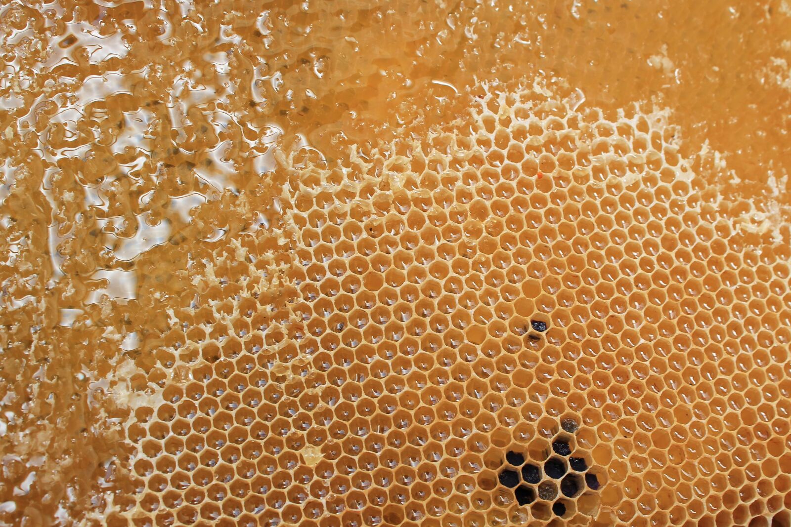 Canon EOS 1100D (EOS Rebel T3 / EOS Kiss X50) sample photo. Honeycomb, honey, delicious photography