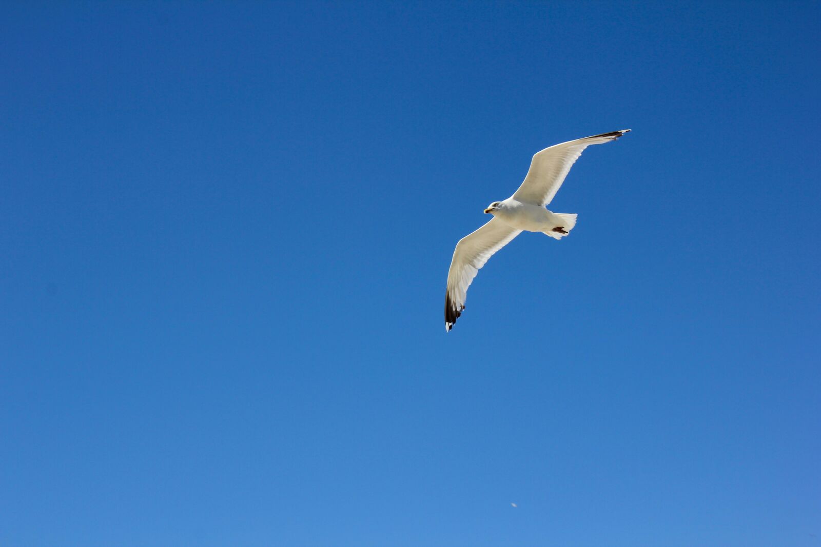 Canon EOS 60D + Canon EF-S 18-55mm F3.5-5.6 IS STM sample photo. Borkum, seagull in flight photography