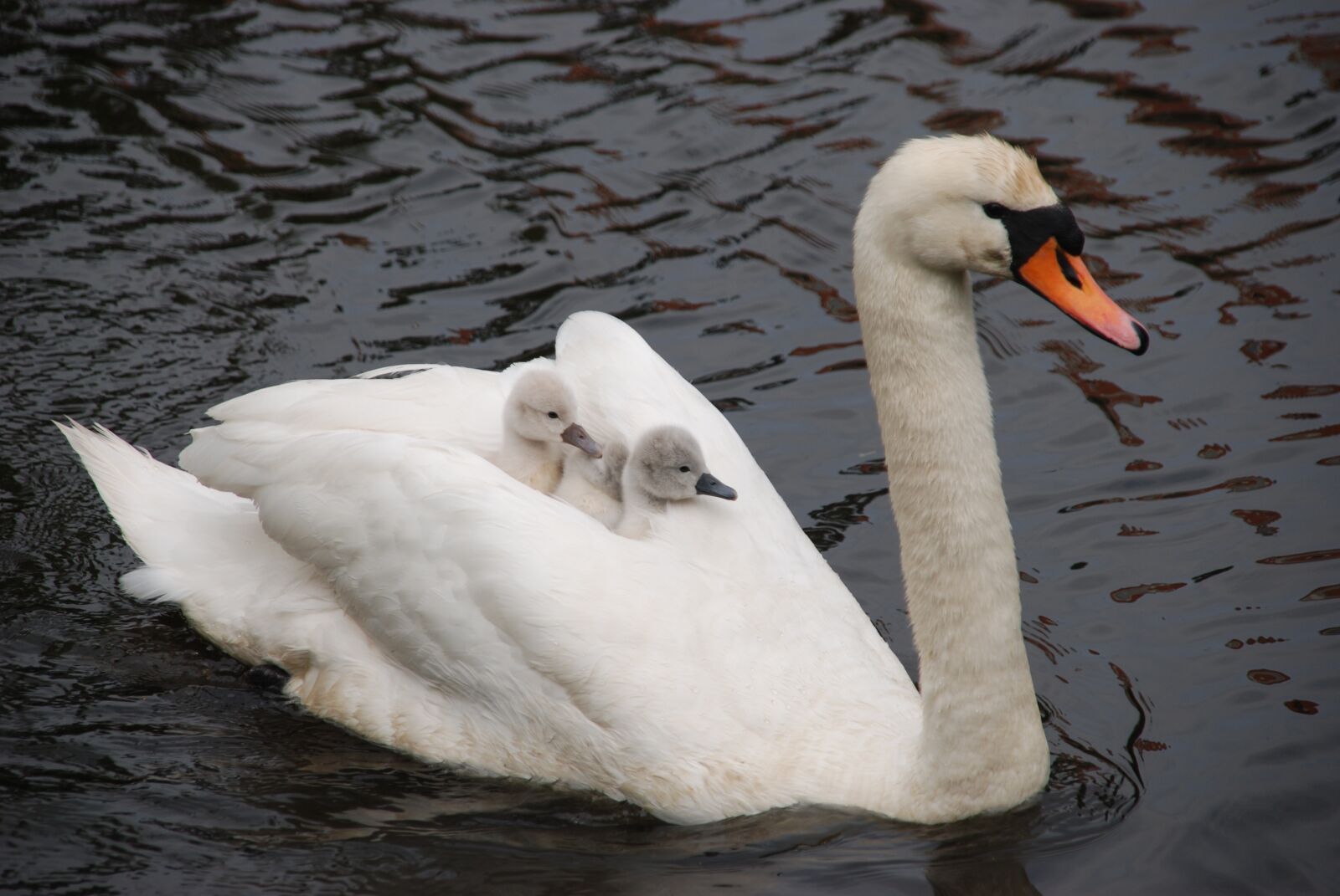 Nikon D80 sample photo. Nature, bird, swan photography