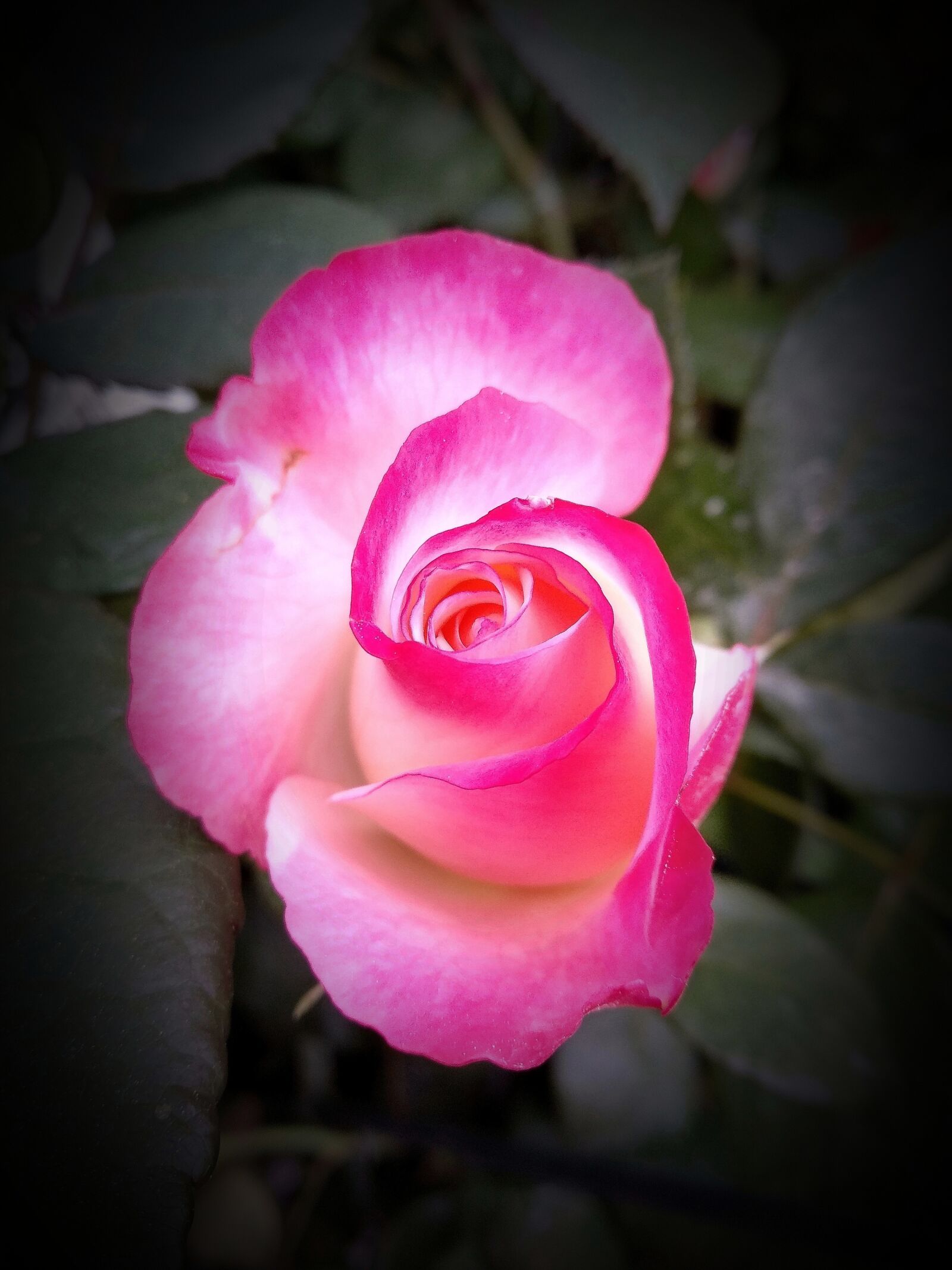 Xiaomi Redmi 5 Plus sample photo. Flower, rose, petal photography