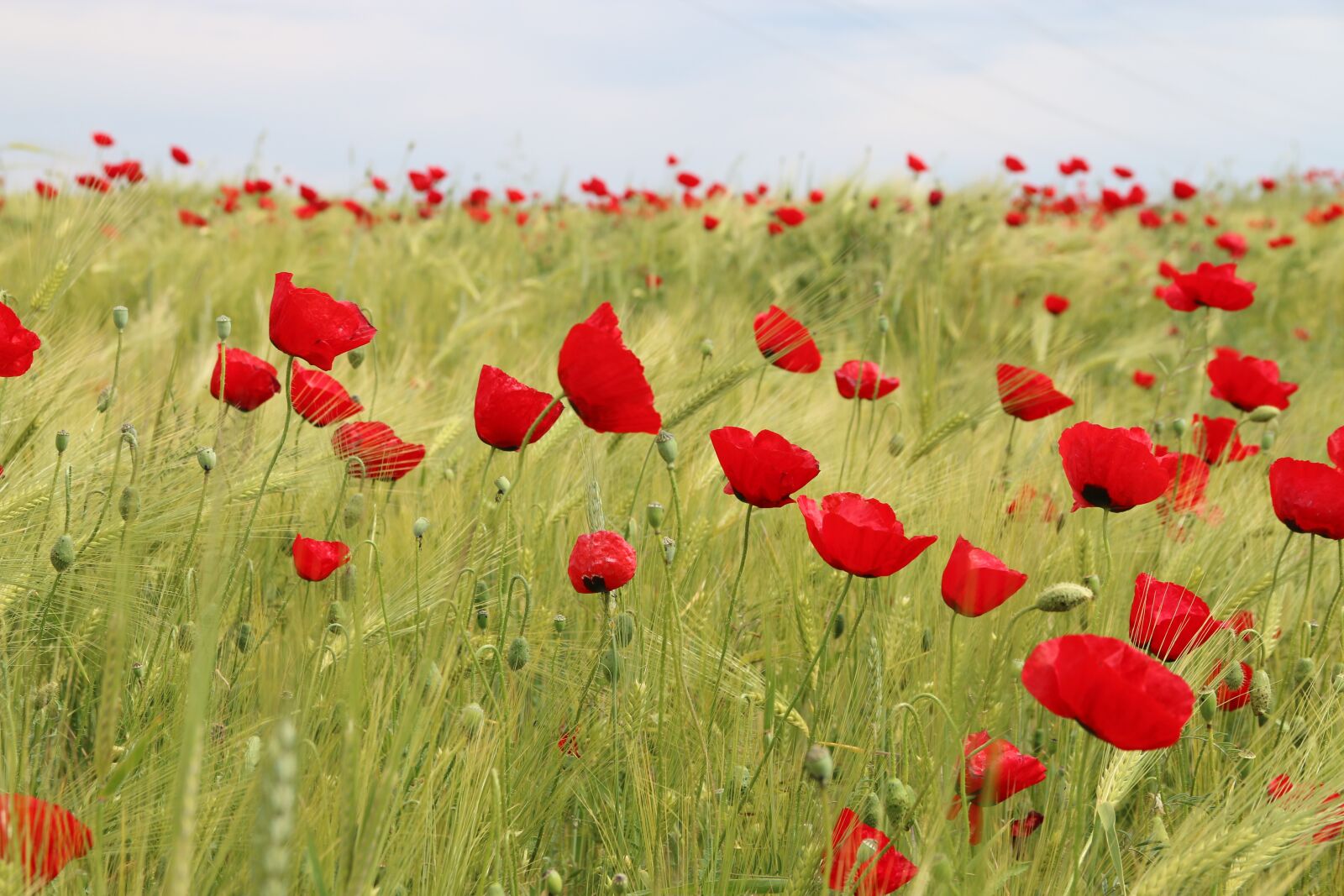 Canon EF-S 18-135mm F3.5-5.6 IS sample photo. Papaver rhoeas, flower, plant photography