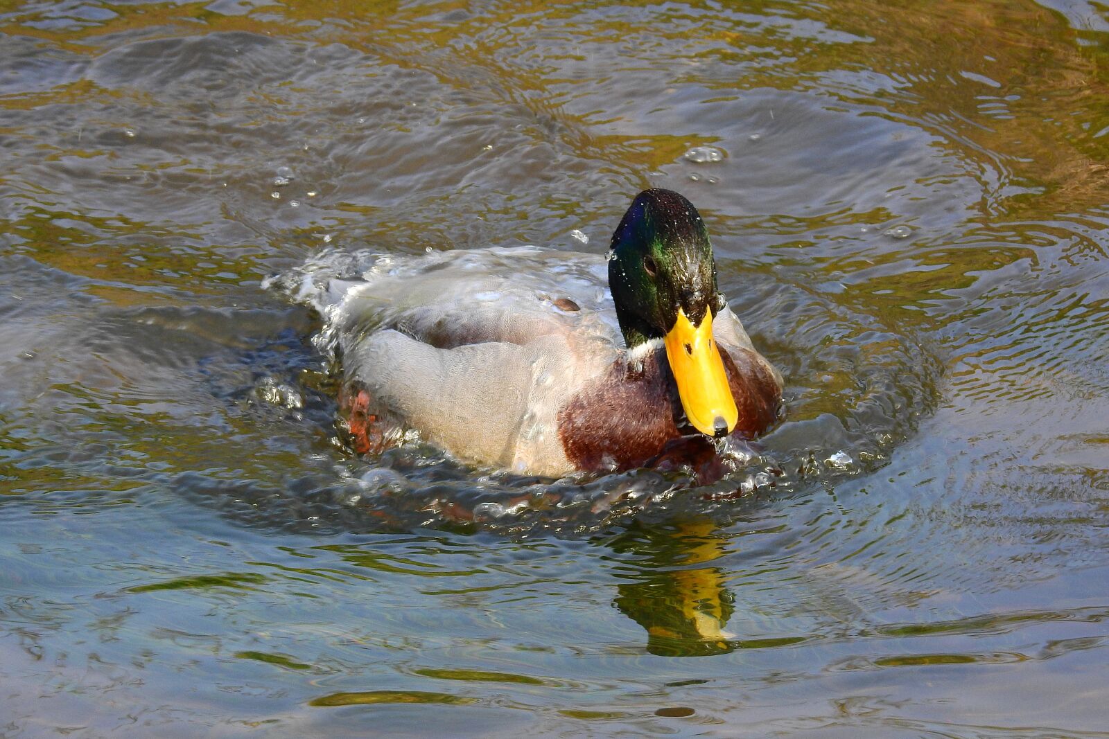 Nikon Coolpix P900 sample photo. Duck, river, nature photography