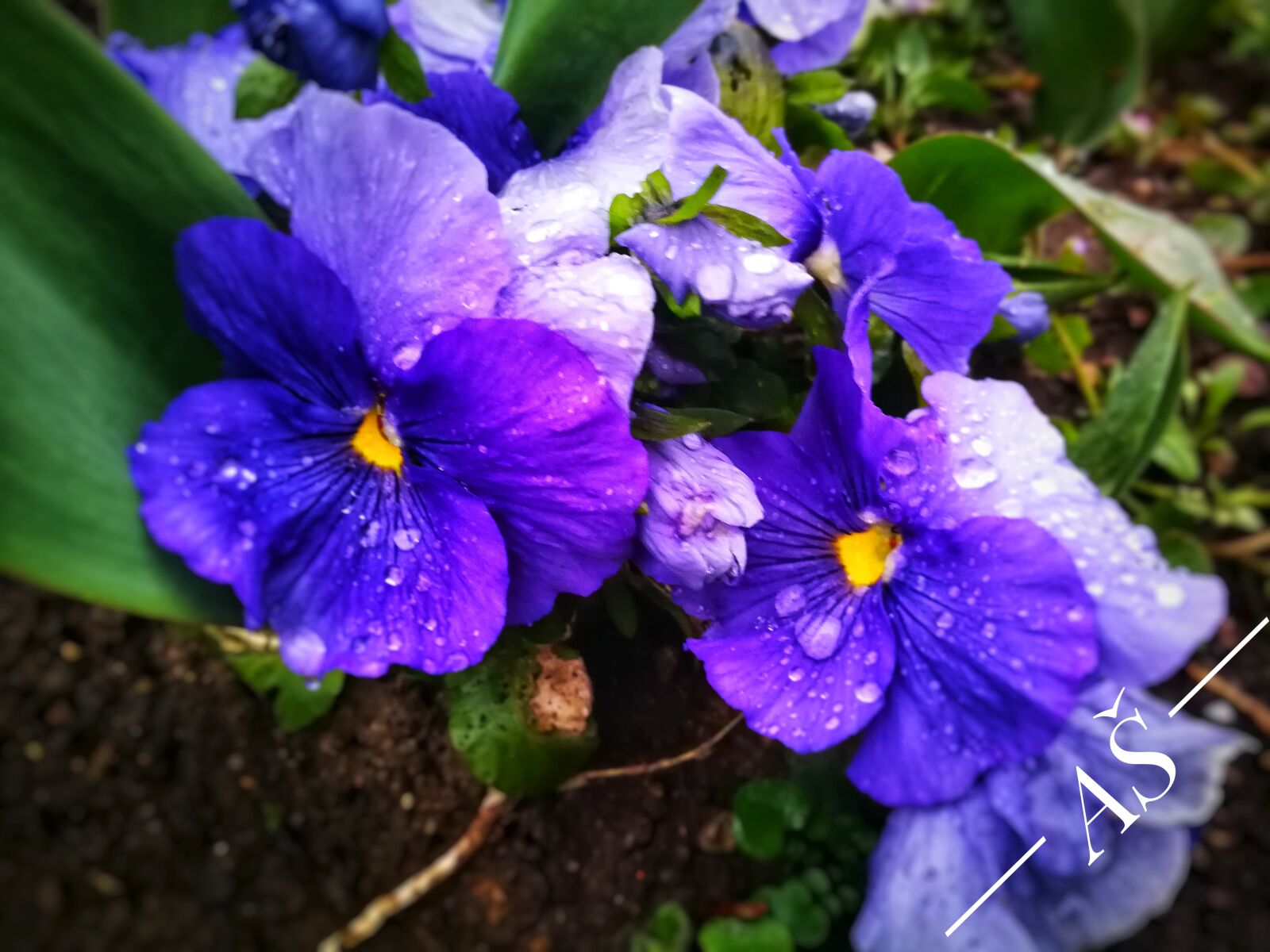 HUAWEI P10 sample photo. Violet, spring, purple photography