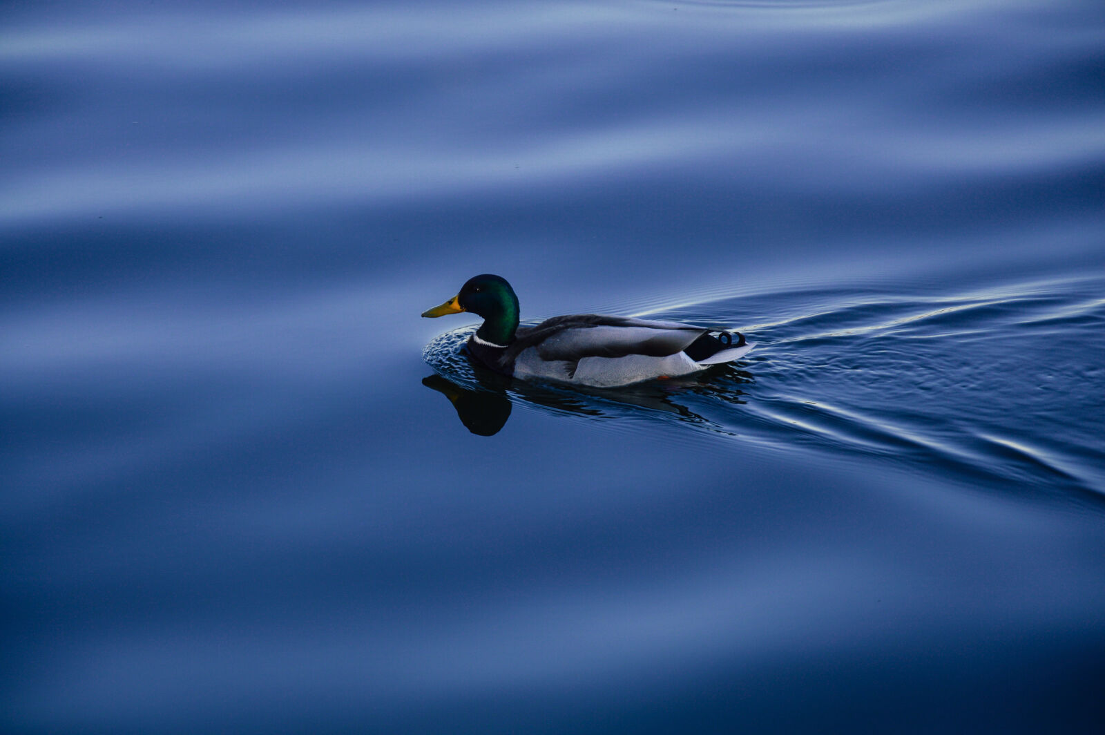 Nikon D3200 sample photo. Duck, lake, water, animal photography