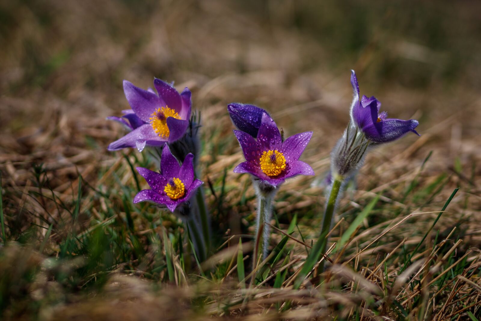 Canon EOS 80D sample photo. Pasque flower, flower, nature photography